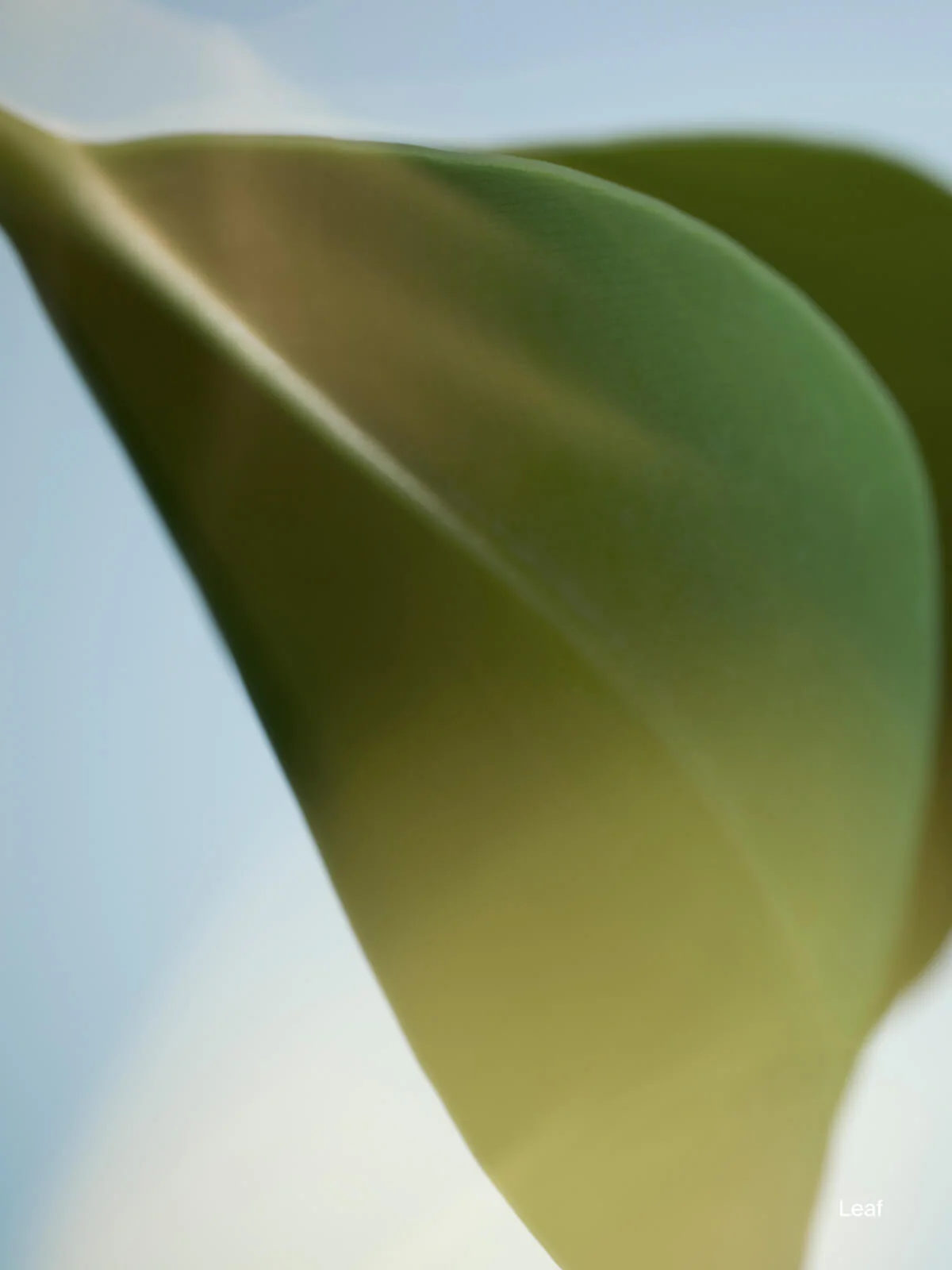 Deodorant Cartridge Leaf - Image 2