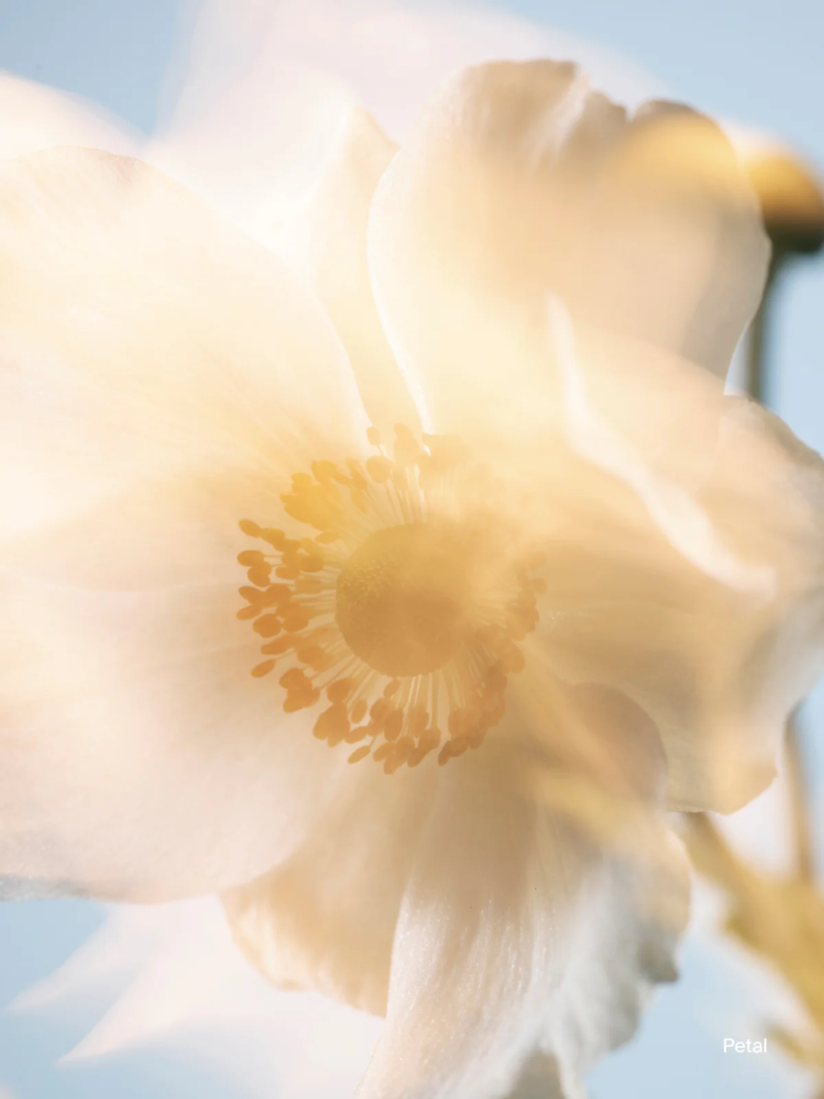 Deodorant Cartridge Petal - Image 2